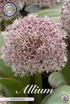 84050  KARATAVIENSE    ALLIUM