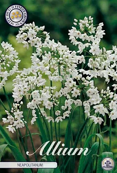 84070   NEAPOLITANUM            ALLIUM