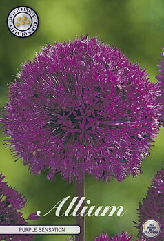 84095  PURPLE SENSATION    ALLIUM