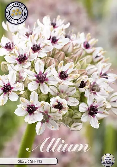 84115  SPAEROCEPHALON    ALLIUM