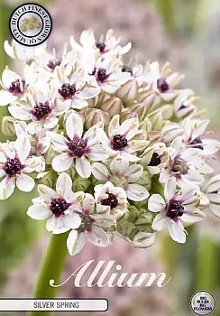 84115  SPAEROCEPHALON    ALLIUM