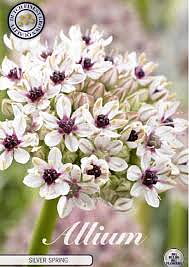 84110 SILVERSPRING  ALLIUM