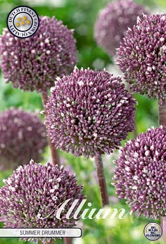 84125  SUMMER DRUMMER     ALLIUM