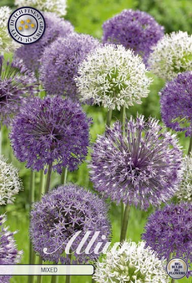 84135   ALLIUM MIXED    ALLIUM