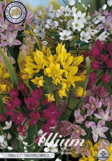84140  SMALL FLOWERING MIXED    ALLIUM
