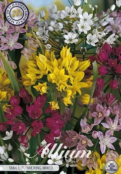 84140  SMALL FLOWERING MIXED    ALLIUM
