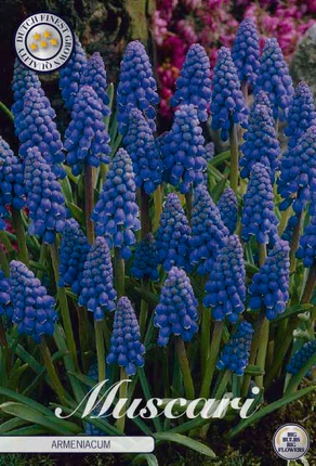 84625  MUSCARI/PÄRLHYACINT  ARMENIACUM