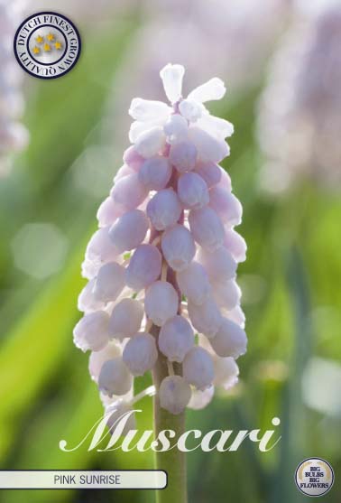 84655  MUSCARI/PÄRLHYACINT  PINK SUNRISE