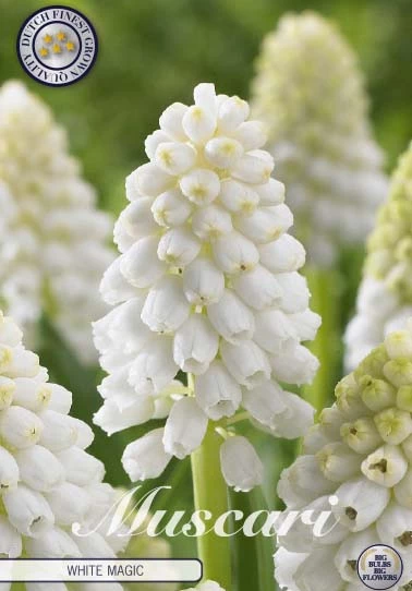 84665  MUSCARI/PÄRLHYACINT  WHITE MAGIC