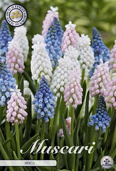 84650  MUSCARI/PÄRLHYACINT  MIXAD