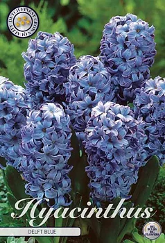 83010  HYACINT  DELFT BLUE