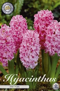 83030  HYACINT  PINK PEARL