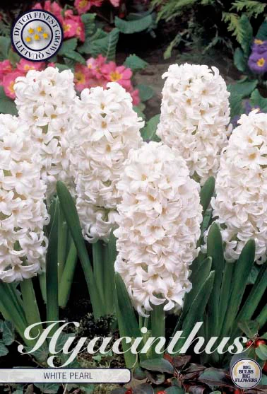 83050  HYACINT  WHITE PEARL