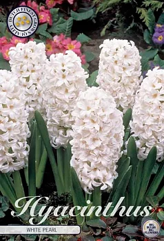 83050  HYACINT  WHITE PEARL