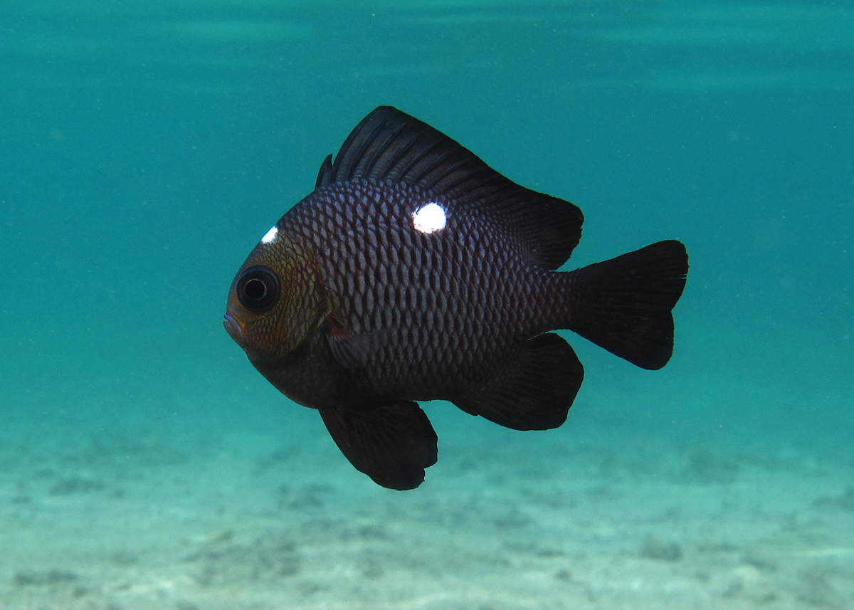 Dascyllus trimaculatus (reef safe)