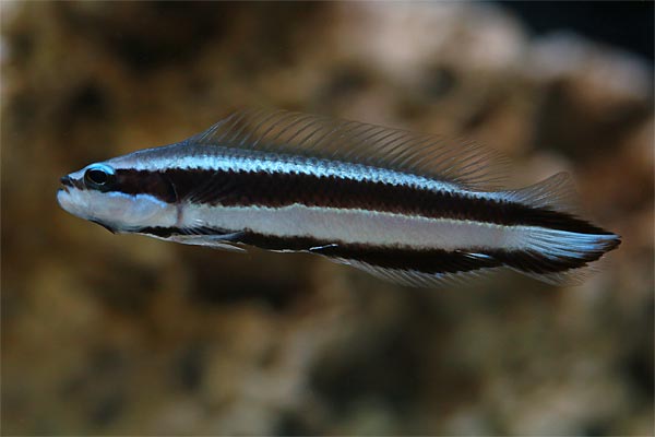 Pseudochromis sankey (reef safe)