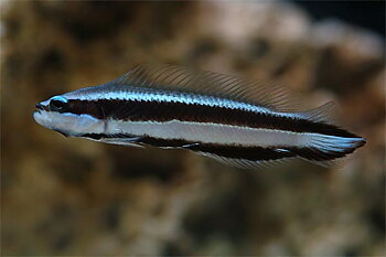 Pseudochromis sankey (reef safe)