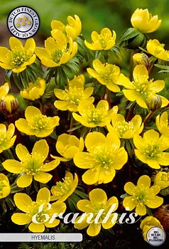 84360  HYEMALIS      ERANTHIS