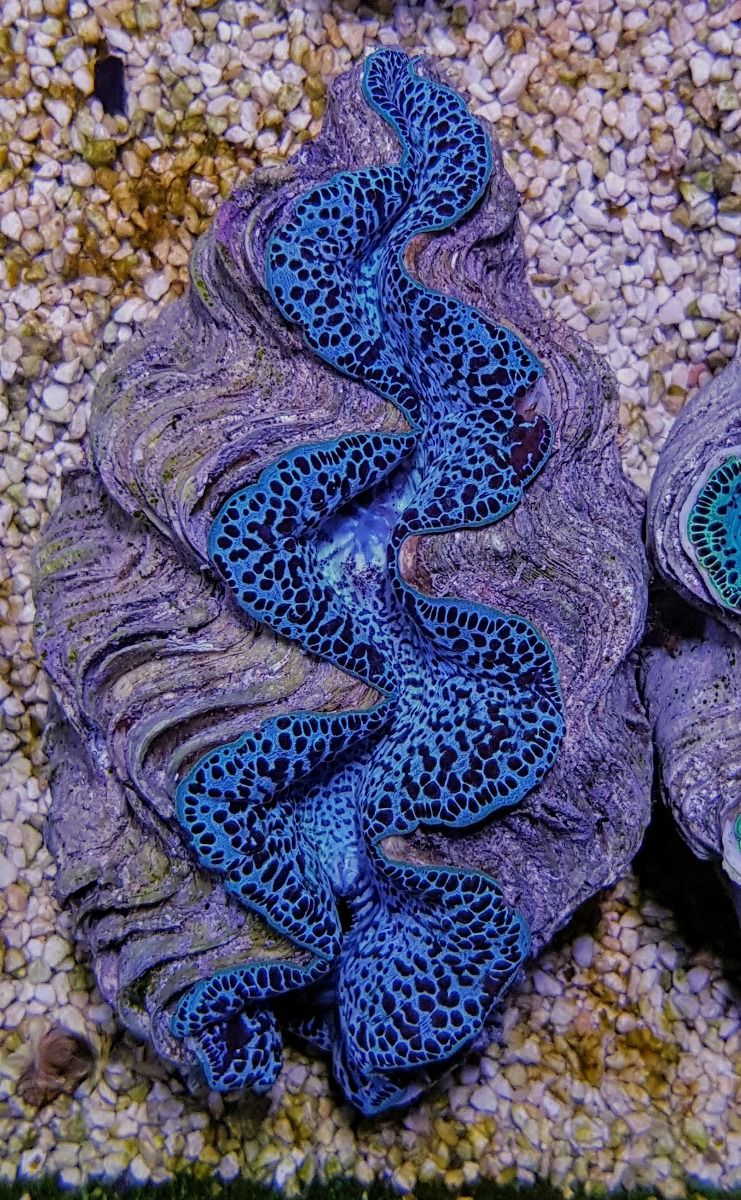 Tridacna maxima Blue