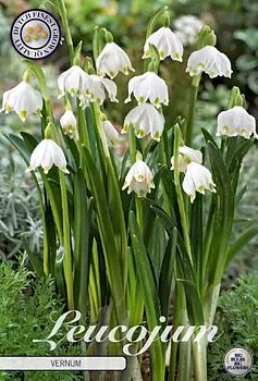 84585  LEUCOJUM  VERNUM