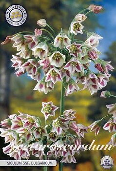 84670  NECTAROSCORDUM  SICULUM