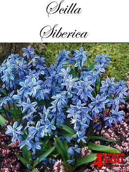 84740   SCILLA   SIBERICA