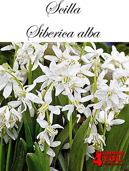 84745   SCILLA   SIBERICA    ALBA