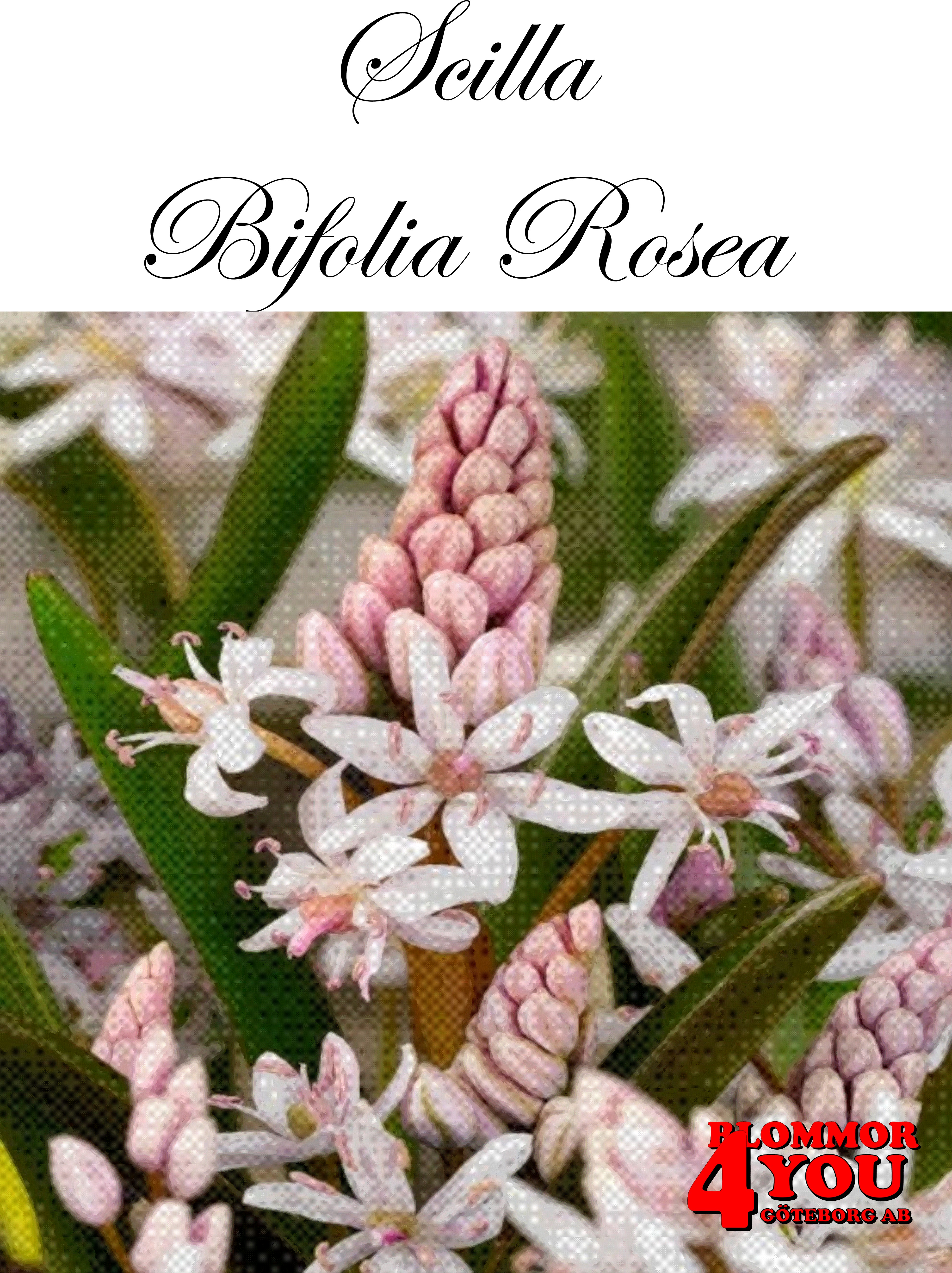 84735   SCILLA   BIFOLIA   ROSEA
