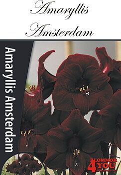 52295   Amaryllis  Amsterdam  Lökstorlek: 30/32
