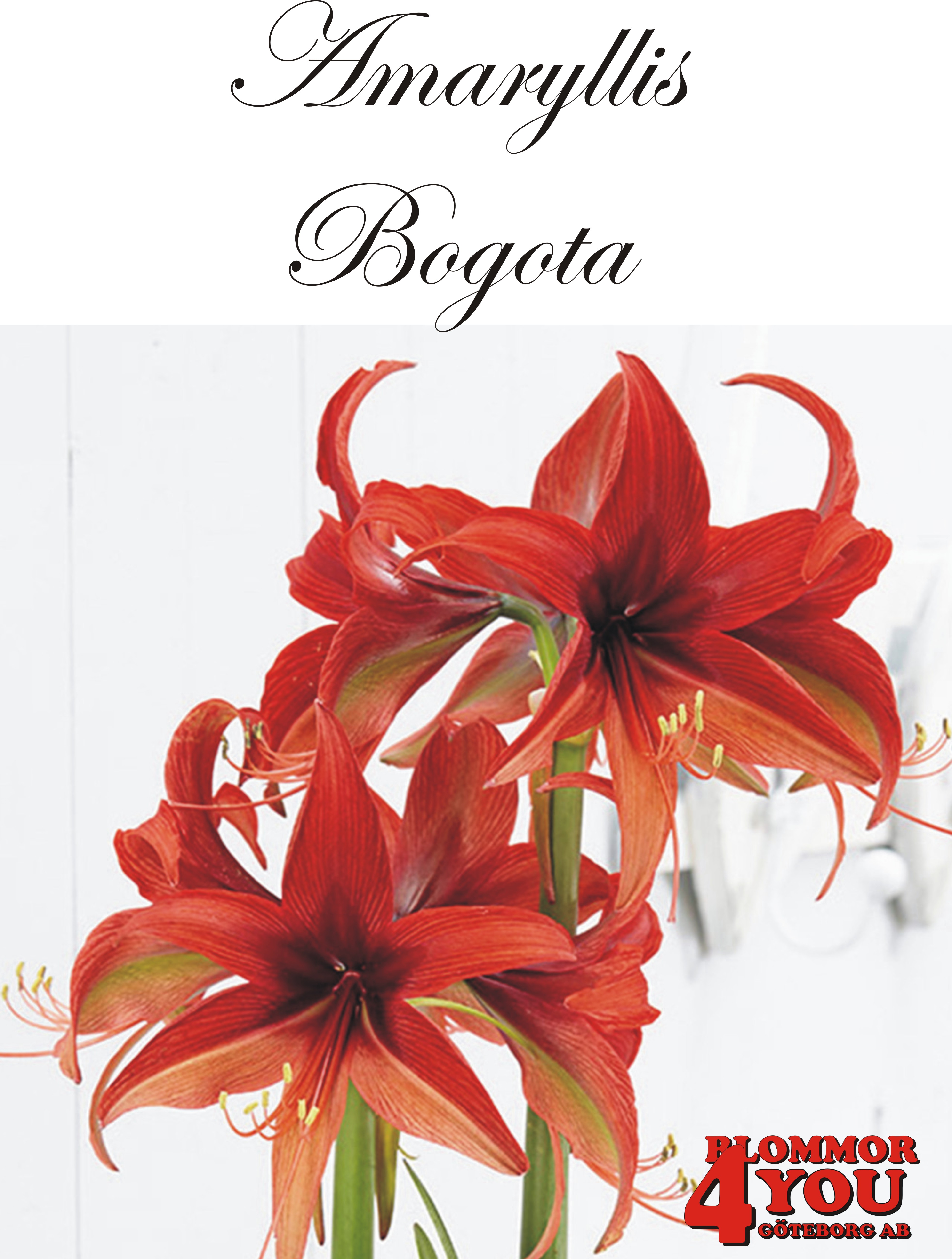 7532  Amaryllis  Bogota   Lökstorlek: *32/34