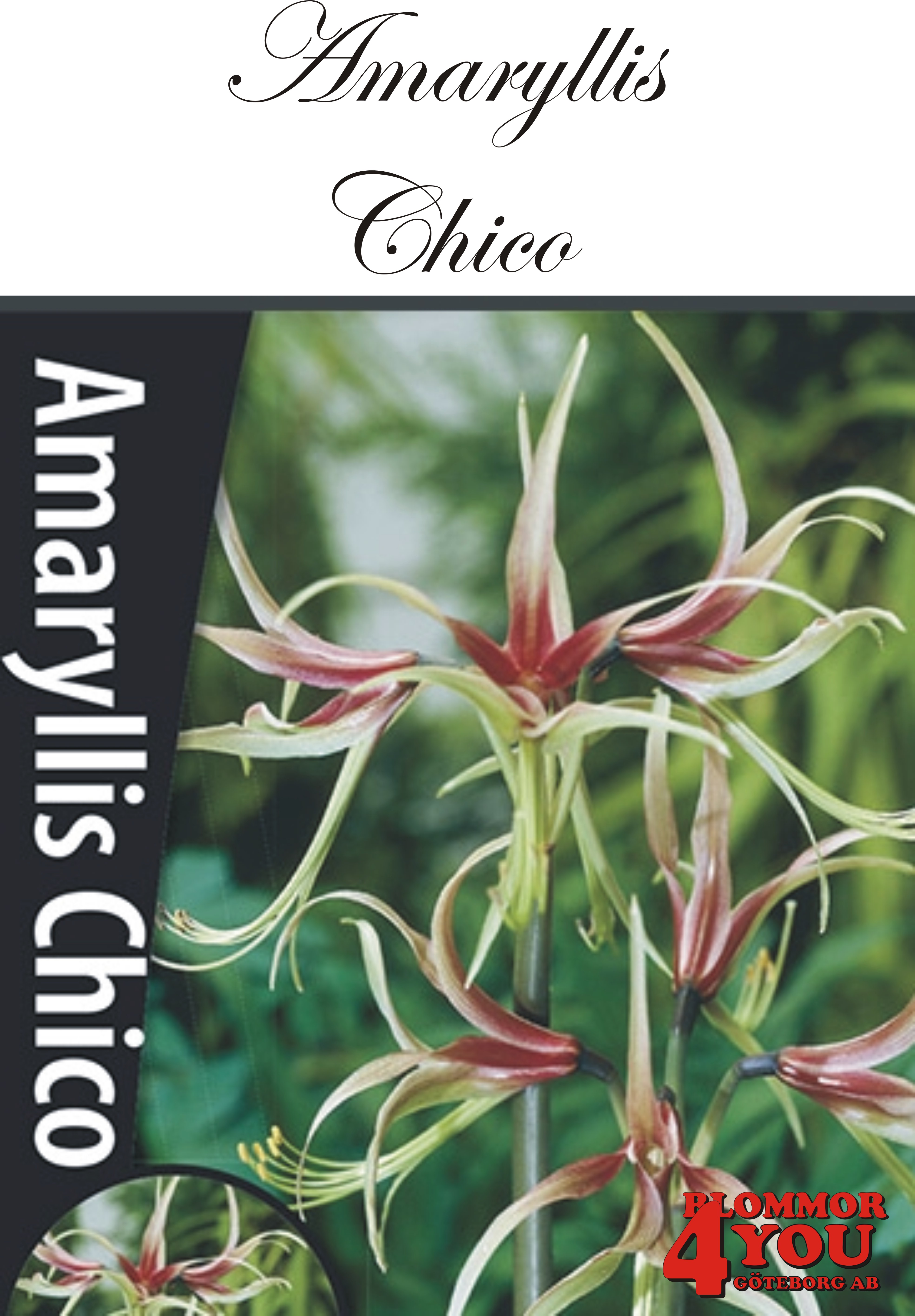 Amaryllis  Chico   Lökstorlek: *30/32