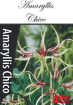 Amaryllis  Chico   Lökstorlek: *30/32