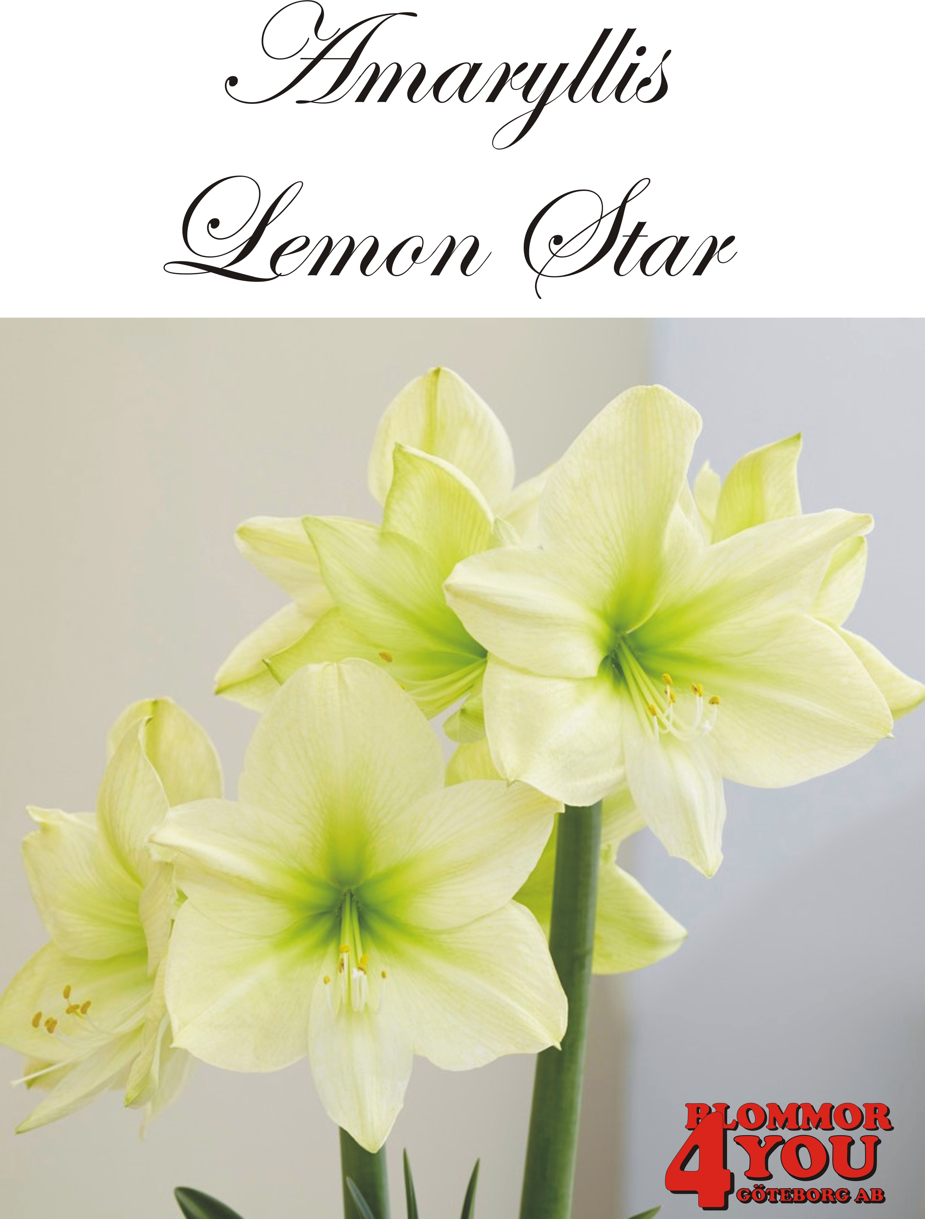 7557  Amaryllis  Lemon Star   Lökstorlek: *26/28