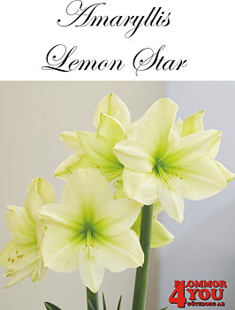Amaryllis  Lemon Star   Lökstorlek: *26/28