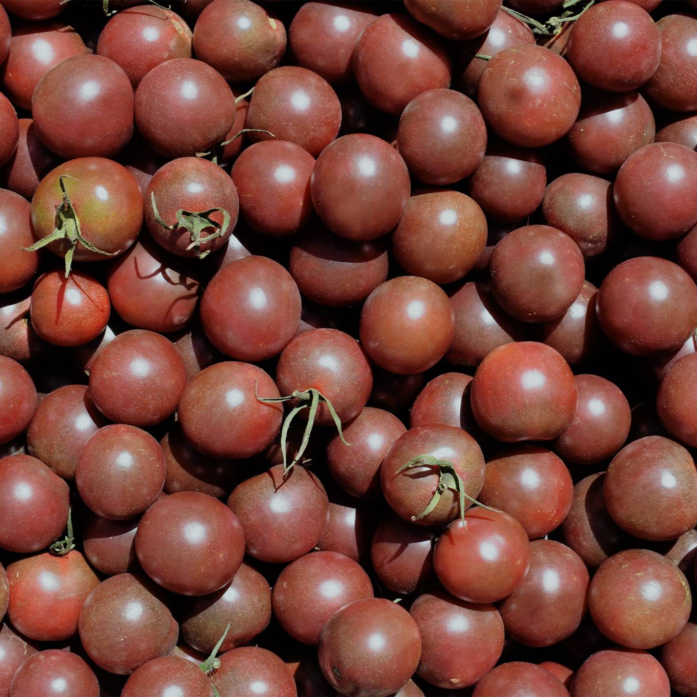 Tomat Black Cherry - 2