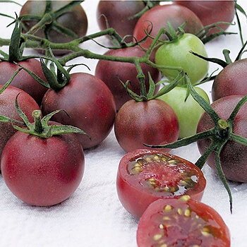 Tomat Black Cherry