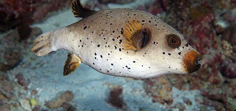 Arothron nigropunctatus