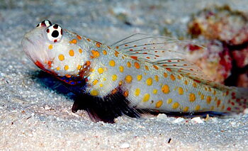 amblyeleotris guttata (reef safe)
