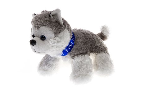 Aurora Borealis Husky laying 