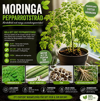 Pepparrotsträd Moringa oleifera – snabbväxande “mirakelträd”