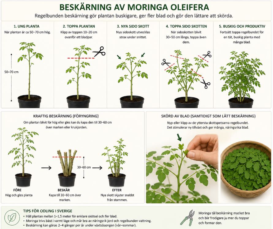 Pepparrotsträd Moringa oleifera – snabbväxande “mirakelträd” - 4