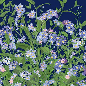 Mig Wyeth : Forget-Me-Nots - Kort med kuvert