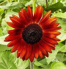 Solros 'Velvet Queen' 