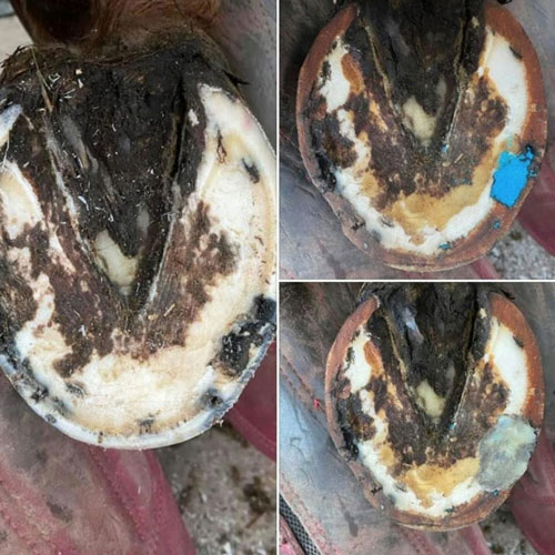 Driedelige afbeelding die herstel van een hoefholte toont met Keratex Hoof Putty.