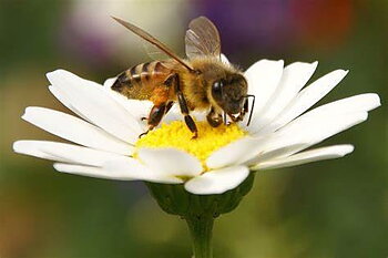 Blommor för Bin, Plants for bees