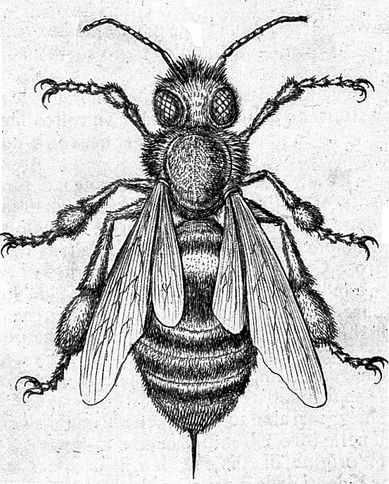 Blommor för Bin, Plants for bees - 2