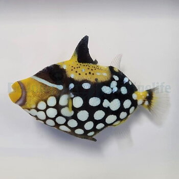 Balistoides conspicillum