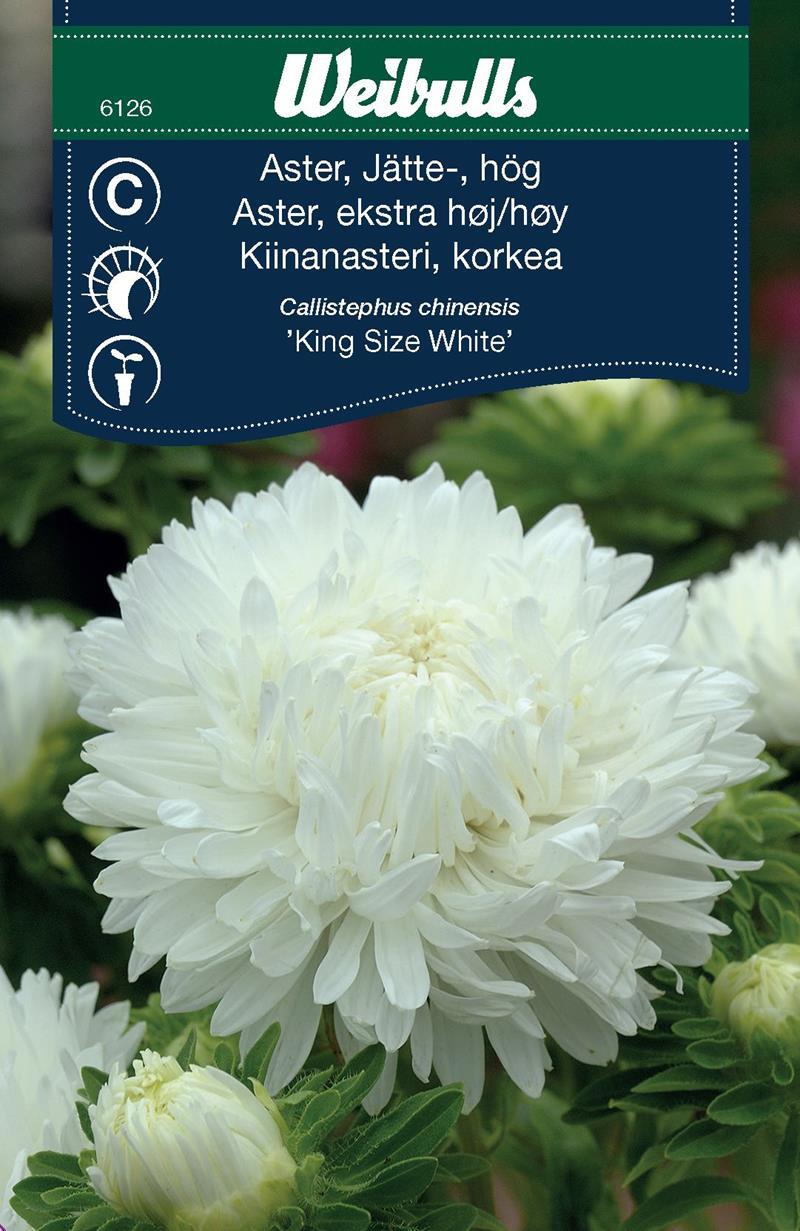 6126, Weibulls Aster, jätte-, hög King size white Callistephus chinensis