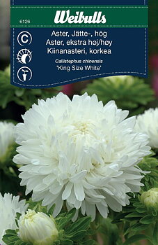 6126, Weibulls Aster, jätte-, hög King size white Callistephus chinensis
