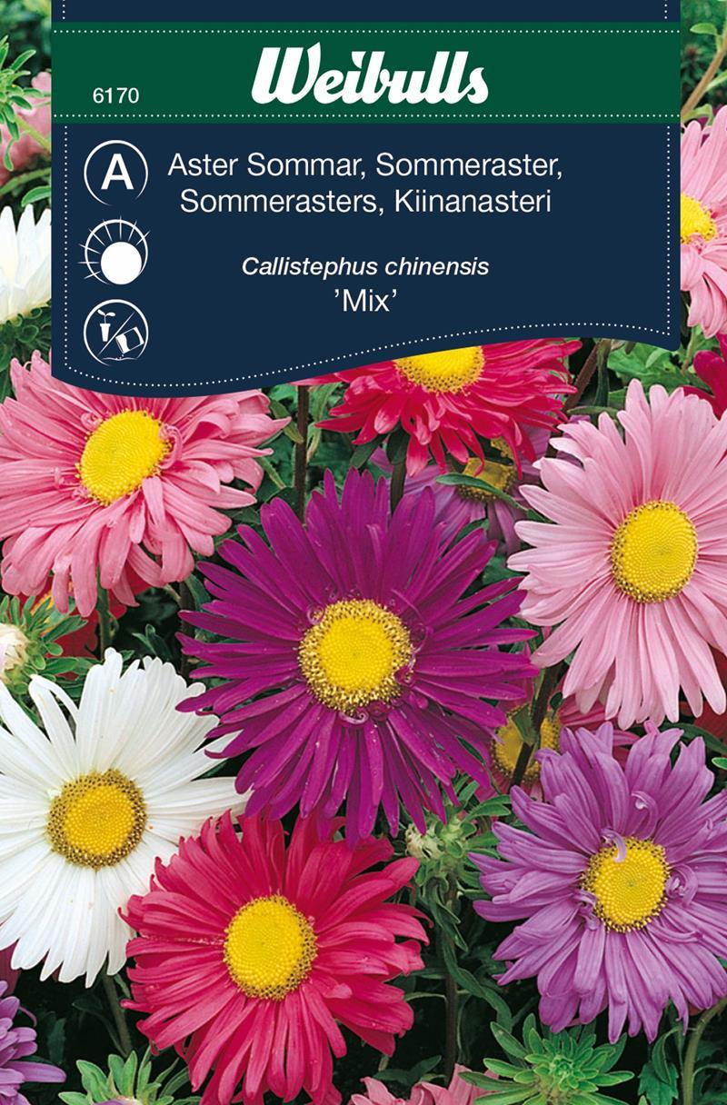 6170, Aster, sommar enkelbl mix Callistephus chinensis